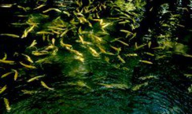 BOTANİK'TE ALABALIK ÜRETİMİ