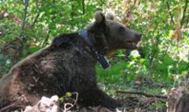 BOZAYILAR TAKİP ALTINDA