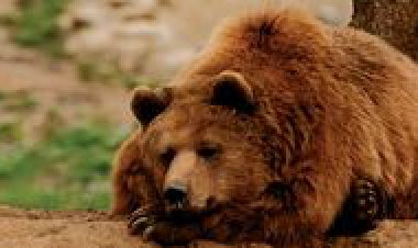 KORUNAN ALANLAR MADEN ŞİRKETLERİNE TESLİM EDİLİYOR