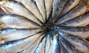 VATANDAŞLARA BİNLERCE BALIK EKMEK İKRAM EDİLECEK