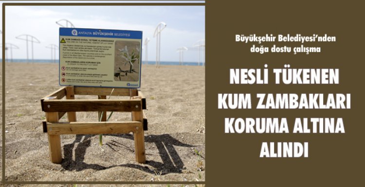 NESLİ TÜKENEN KUM ZAMBAKLARI KORUMA ALTINA ALINDI