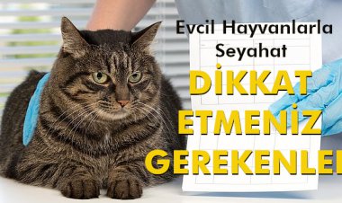 EVCİL HAYVANLARLA SEYAHT 'DİKKAT ETMENİZ GEREKENLER'