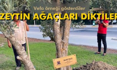 ZEYTİN AĞAÇLARI DİKTİLER
