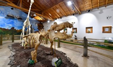 İZMİR'İN UNUTULMAZ FİLİ PAK BAHADIR, İSKELETİ İLE YAŞATILIYOR