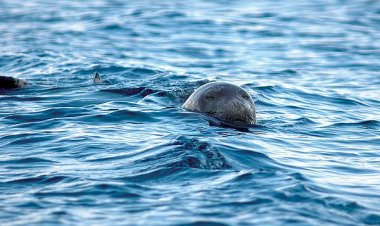 AKDENİZ FOKU VE TOY KORUNMALI!