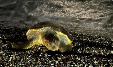 DEV KAPLUMBAĞA KONYAALTI SAHİLİ'NİN MİSAFİRİ OLDU