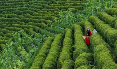 RİZE’NİN MUTFAK KÜLTÜRÜ DÜNYA SAHNESİNDE!