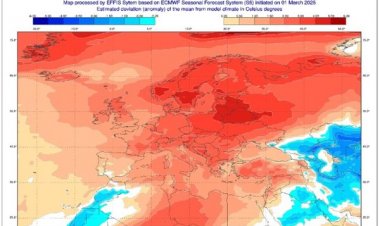 OGM: ORMAN YANGINI RİSKİ KAPIDA!