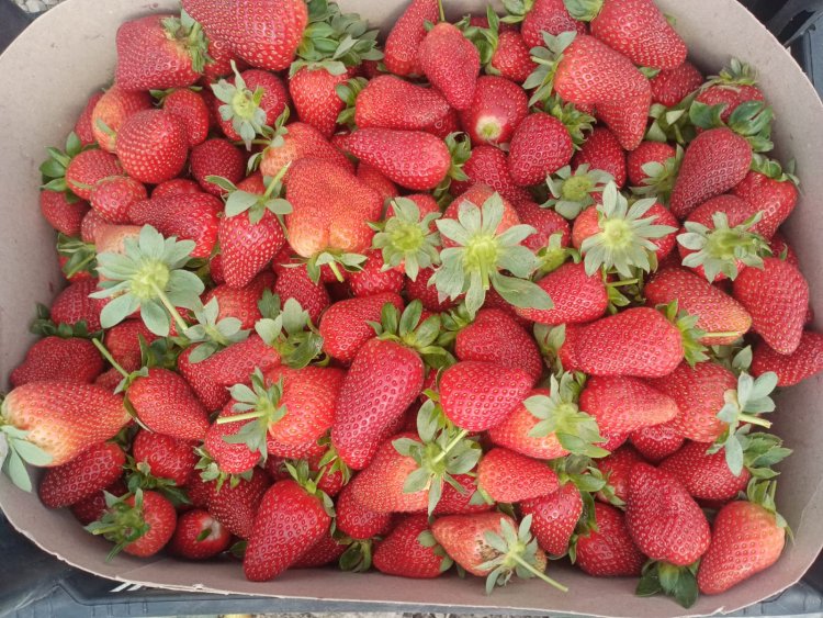 BOR GÜBRESİYLE TARIMDA YENİ BİR ÇAĞ MI BAŞLIYOR?