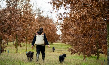ARCADIA BAĞLARI’NDA KIŞ TRÜFÜ SEZONU BAŞLADI