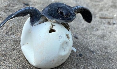 PATARA’NIN KORUYUCULARI: TARİHİN VE DOĞANIN EŞSİZ BULUŞMASI