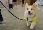 RUSYA’DA SEVİMLİ STAJYER: 7 AYLIK KÖPEK HAVAALANINDA İŞE BAŞLADI