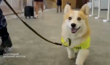 RUSYA’DA SEVİMLİ STAJYER: 7 AYLIK KÖPEK HAVAALANINDA İŞE BAŞLADI