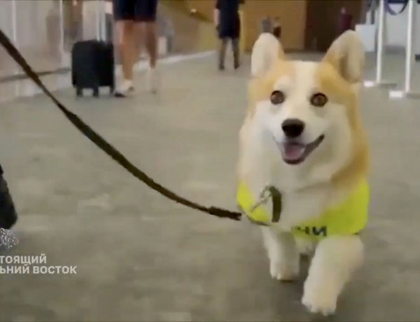RUSYA’DA SEVİMLİ STAJYER: 7 AYLIK KÖPEK HAVAALANINDA İŞE BAŞLADI