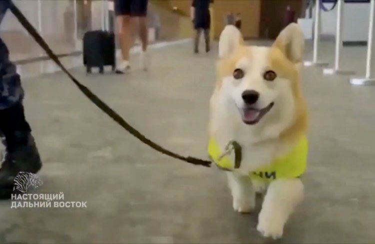 RUSYA’DA SEVİMLİ STAJYER: 7 AYLIK KÖPEK HAVAALANINDA İŞE BAŞLADI