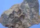 TAVŞANLI HÖYÜK’TE BİR KÖPEĞİN BIRAKTIĞI İZLER YIKILAN EVİN DUVARINDAN ÇIKTI