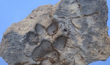 TAVŞANLI HÖYÜK’TE BİR KÖPEĞİN BIRAKTIĞI İZLER YIKILAN EVİN DUVARINDAN ÇIKTI