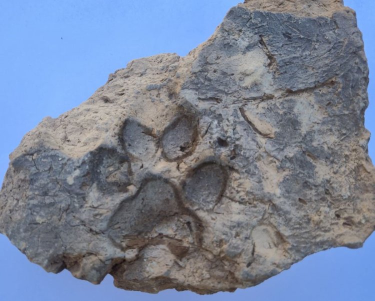 TAVŞANLI HÖYÜK’TE BİR KÖPEĞİN BIRAKTIĞI İZLER YIKILAN EVİN DUVARINDAN ÇIKTI